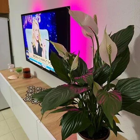 Appartamento Alvi Golem (Tirana)